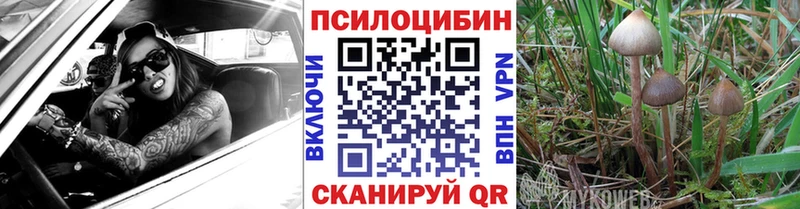 Псилоцибиновые грибы Psilocybine cubensis  Можайск 